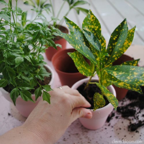 DIY Valentine with Free Printable. This Plant Valentine is a great candy alternative. Free Printable Flags to stick in the pots give it the perfect touch!