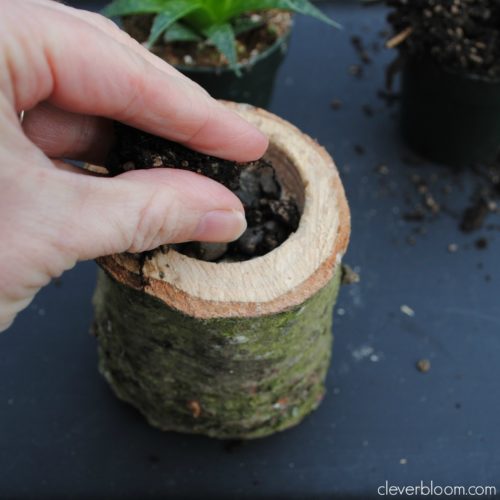 These DIY succulent planters are perfect for your home or use as a wedding centerpiece. Made from an old Christmas tree stump, your succulents can grow inside in an outdoor environment! Visit cleverbloom.com for an easy tutorial with lots of pictures to help you along.