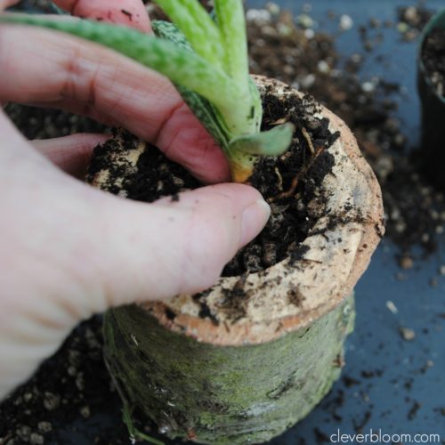 These DIY succulent planters are perfect for your home or use as a wedding centerpiece. Made from an old Christmas tree stump, your succulents can grow inside in an outdoor environment! Visit cleverbloom.com for an easy tutorial with lots of pictures to help you along.