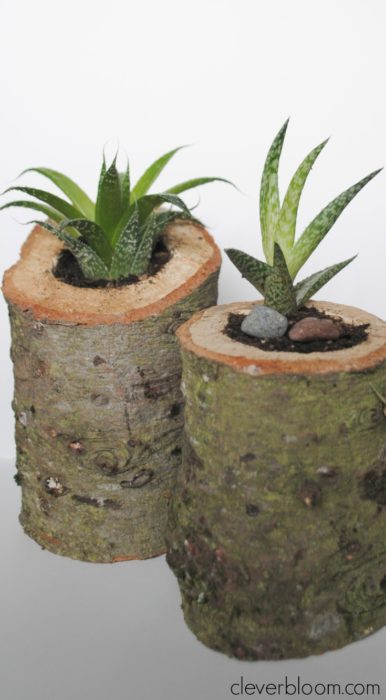 These DIY succulent planters are perfect for your home or use as a wedding centerpiece. Made from an old Christmas tree stump, your succulents can grow inside in an outdoor environment! Visit cleverbloom.com for an easy tutorial with lots of pictures to help you along.