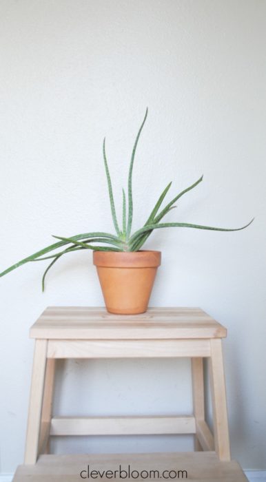 Create your own indoor jungle and improve your air quality with these 5 easy to care for plants.