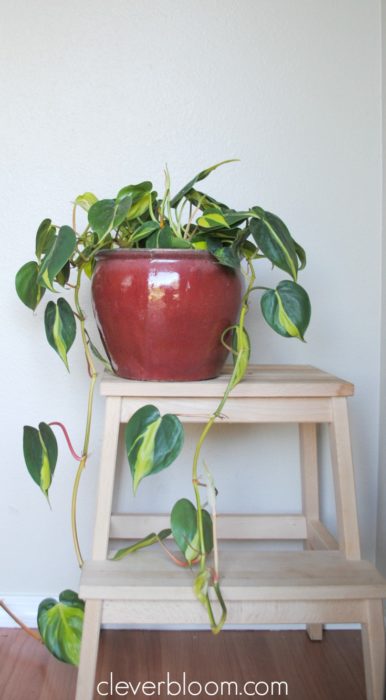 Create your own indoor jungle and improve your air quality with these 5 easy to care for plants.