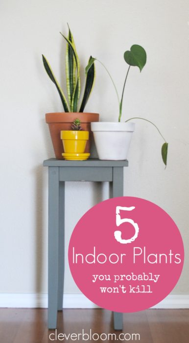 Create your own indoor jungle and improve your air quality with these 5 easy to care for plants.