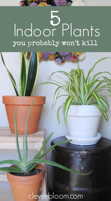 Create your own indoor jungle and improve your air quality with these 5 easy to care for plants.