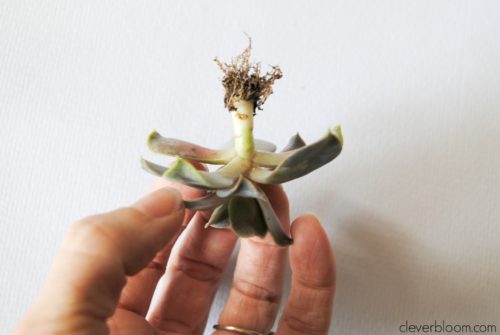 Make a Tiny Succulent Bouquet for any occasion! And when you're done with the bouquet re-pot the succulents! Win/Win!!