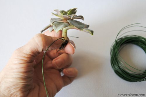 Make a Tiny Succulent Bouquet for any occasion! And when you're done with the bouquet re-pot the succulents! Win/Win!!