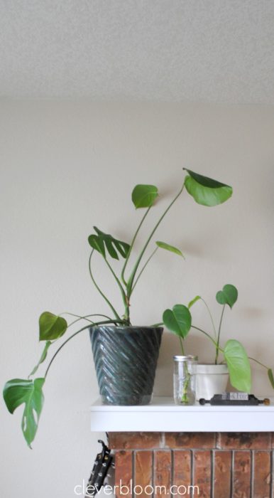 Create your own indoor jungle and improve your air quality with these 5 easy to care for plants.