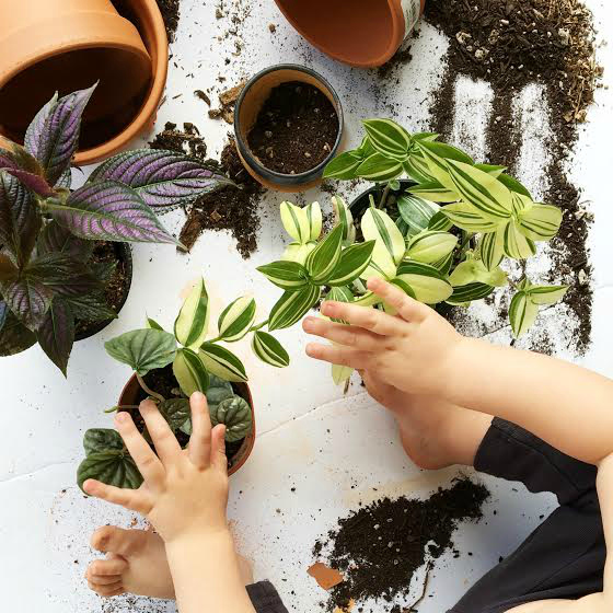 Learn how to re-pot your houseplants - Clever Bloom