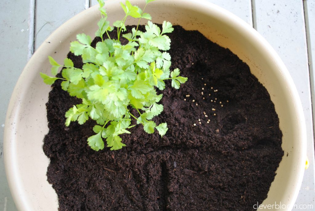 How to Keep Herbs Growing All Season Long (in a container). For Beginners!