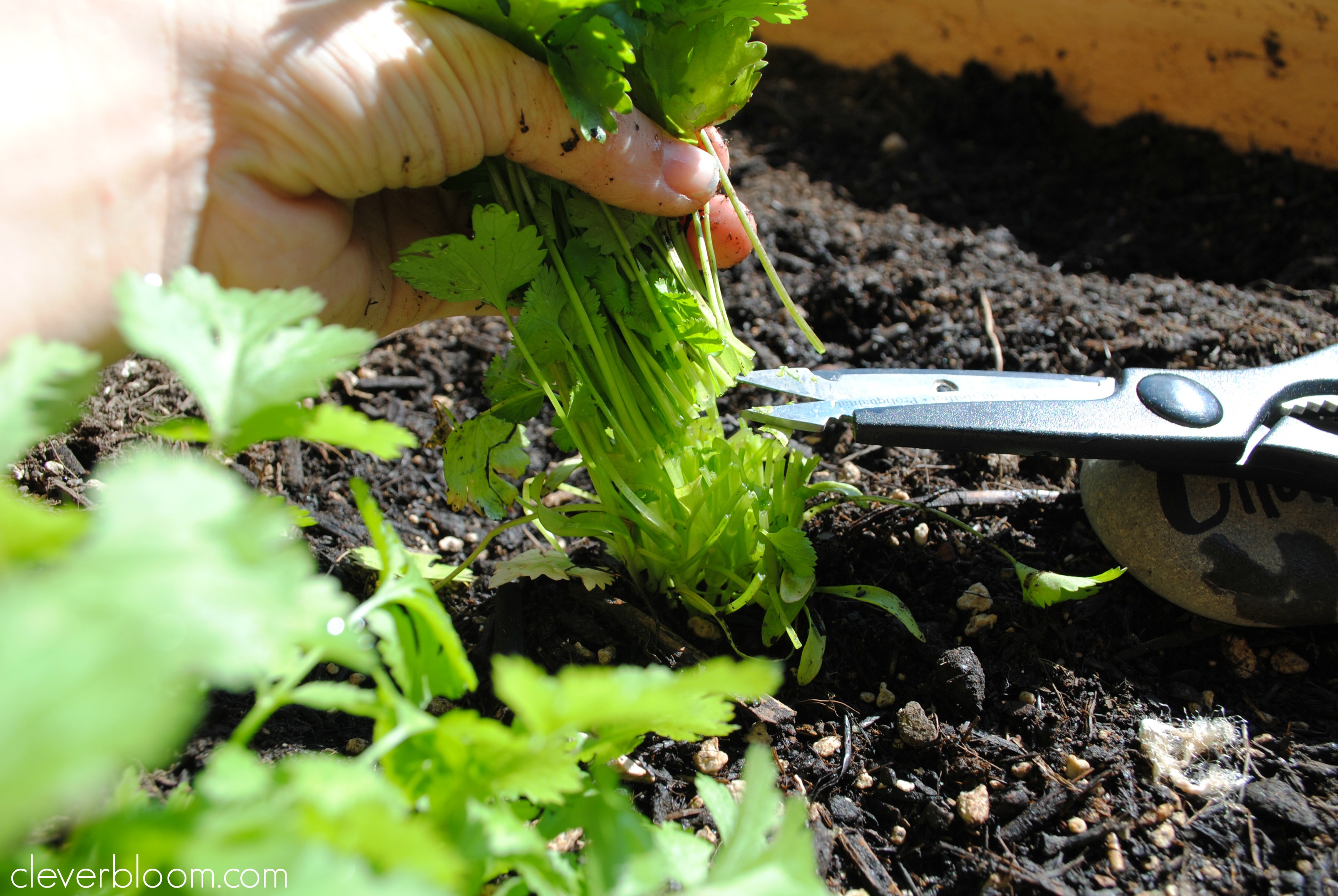 How to Keep Herbs Growing All Season Long (in a container). For Beginners!