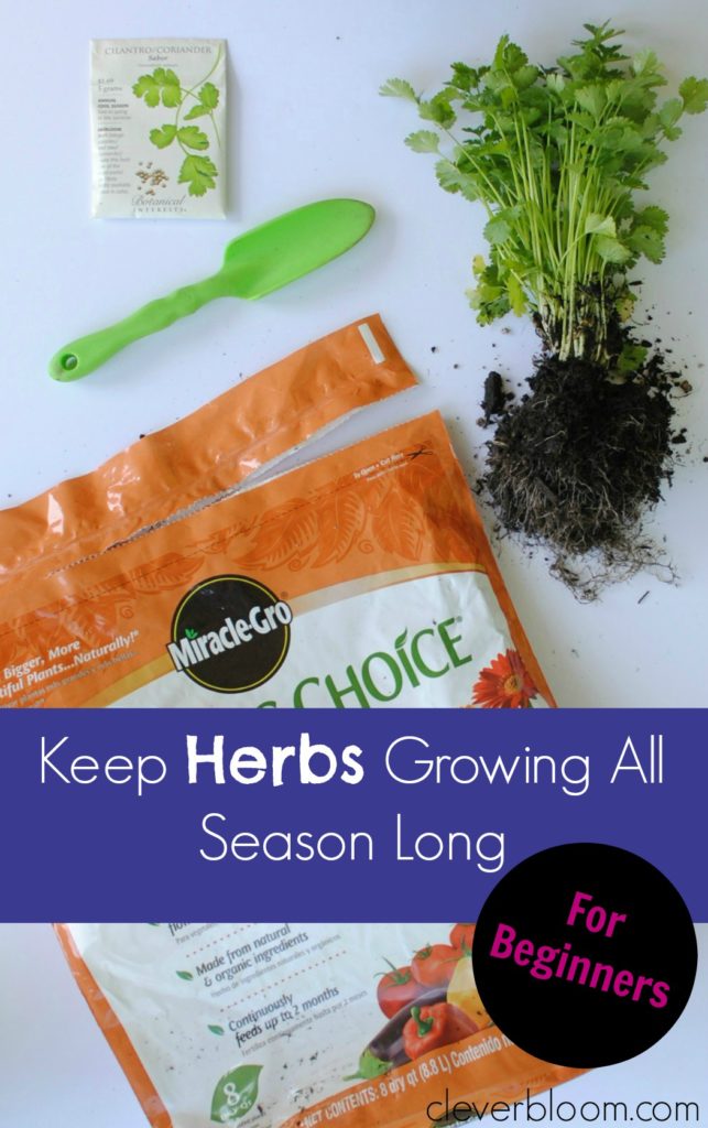 How to Keep Herbs Growing All Season Long (in a container). For Beginners!