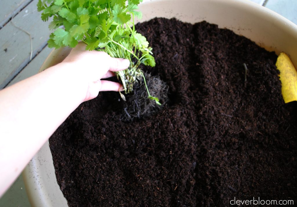 How to Keep Herbs Growing All Season Long (in a container). For Beginners!