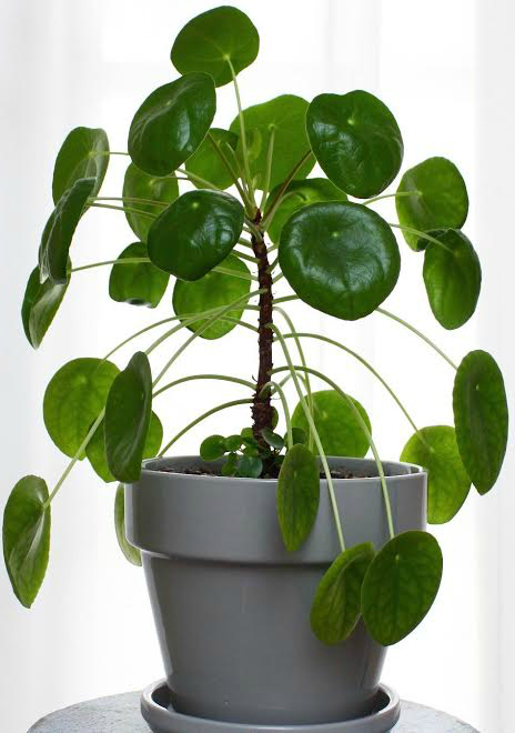 The best tips on how to care for pilea peperomioides - Chinese money plant - ufo plant - missionary plant