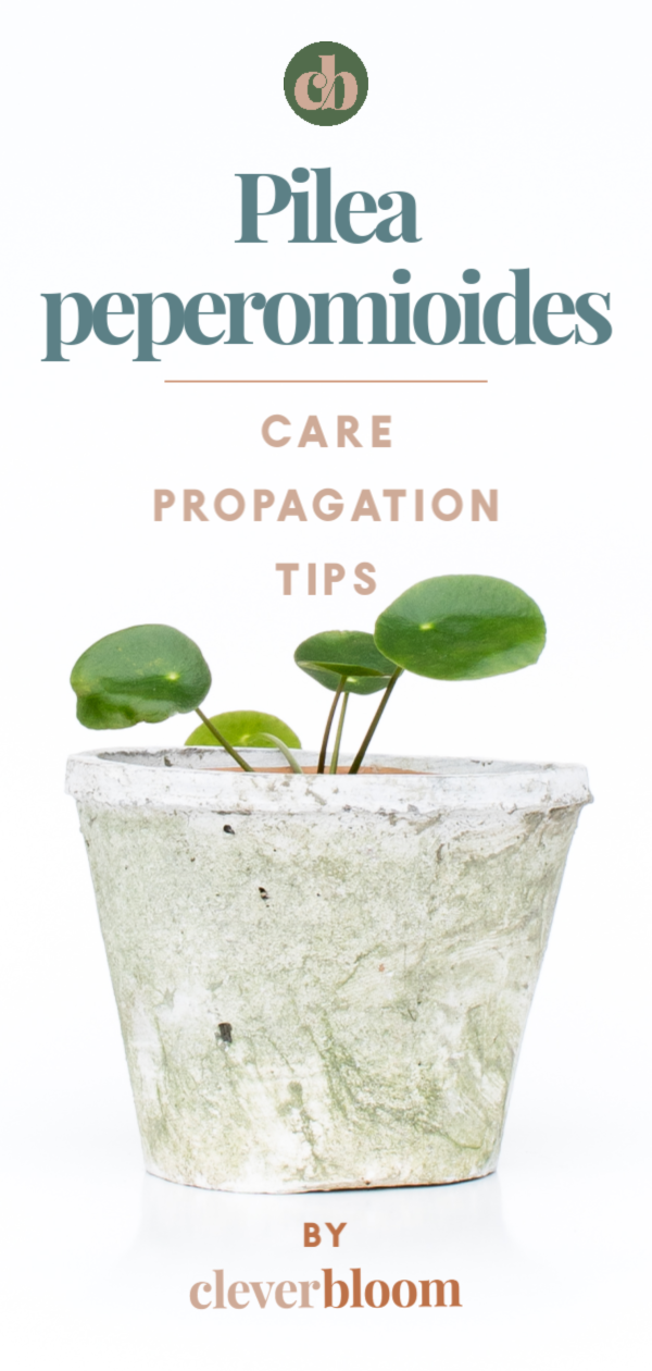 How to care for Pilea peperomioides a.k.a Chinese Money Plant, Missionary Plant, Friendship Plant and UFO plant. All the tips and tricks you need to care for this beautiful plant. Care, Propagation, and tips by Clever Bloom #pileapeperomioides #pilea #houseplants #plantcare 