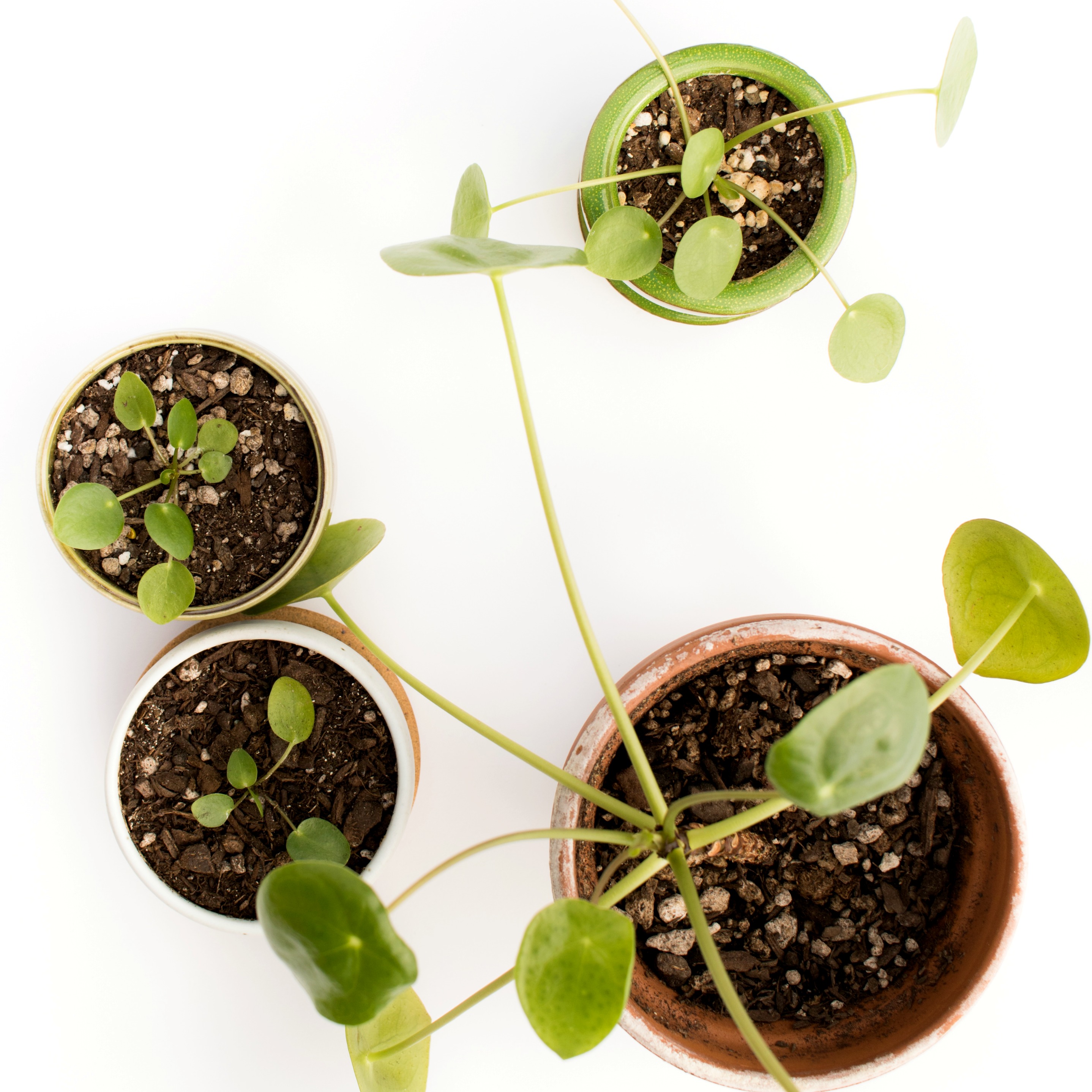 Your Pilea Peperomioides questions answered on Clever Bloom. White spots, brown spots, curling leaves...everything you want to know!