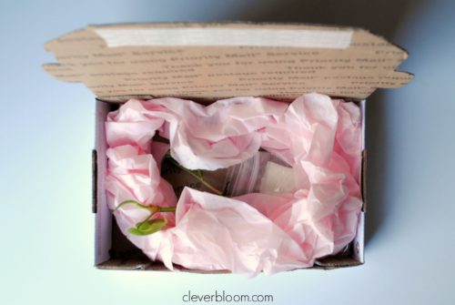 How To Ship Plant Cuttings - Clever Bloom