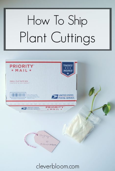 How To Ship Plant Cuttings - Clever Bloom