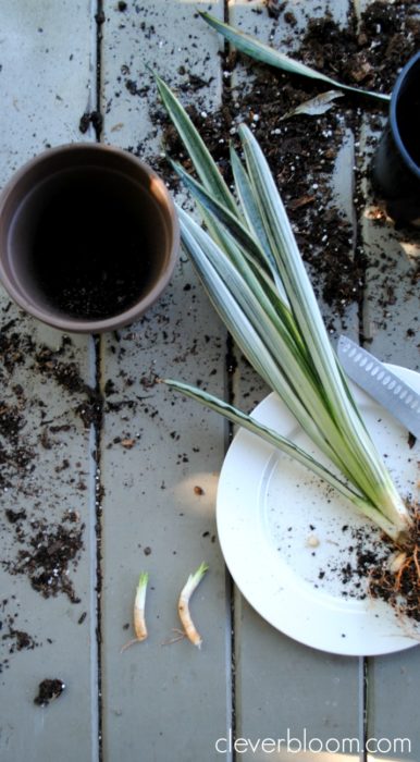 How to divide Sansevieria for beginners - Clever Bloom