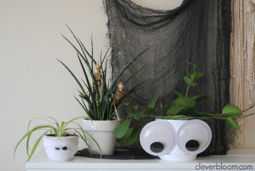 Halloween Houseplants - Simple decor inspiration for Halloween - Clever Bloom