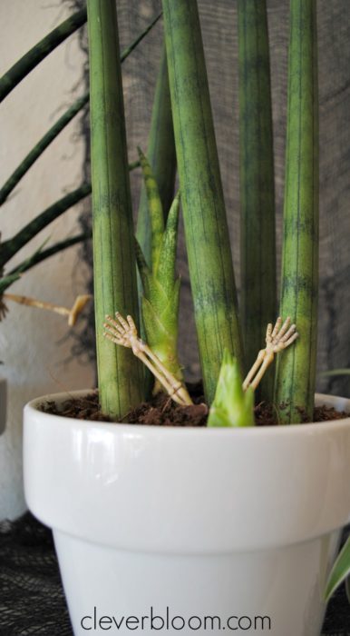 Halloween Houseplants - Simple decor inspiration for Halloween - Clever Bloom