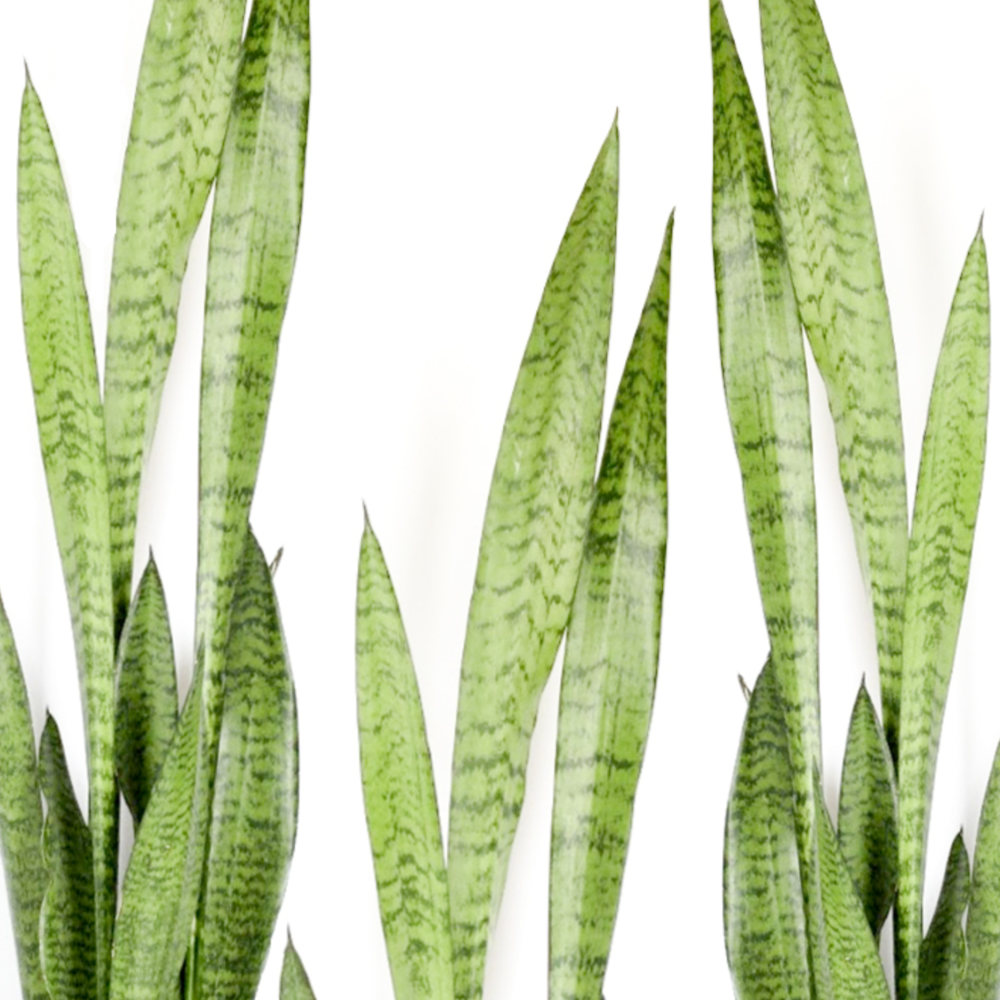 Looking to propagate your snake plant the easy way? We'll show you, step by step, how to divide Sansevieria. With just a few things (you probably have around the house) you'll be on your way to propagating in no time! Clever Bloom #snakeplants