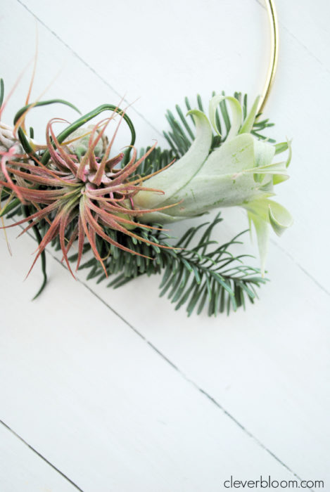 This modern DIY Air Plant Wreath is easy and perfect for any holiday! Plus a link on how to care for tillandsia.