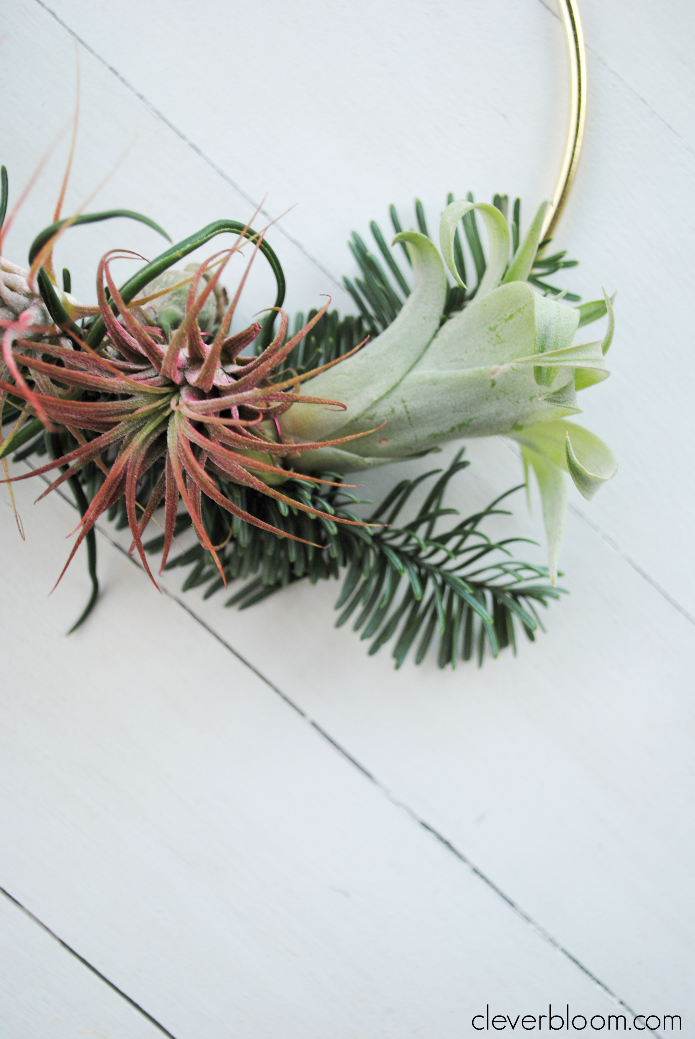 This modern DIY Air Plant Wreath is easy and perfect for any holiday! Plus a link on how to care for tillandsia.