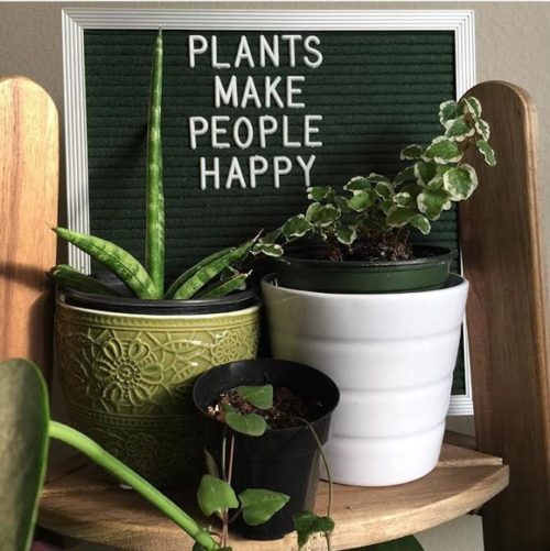 Best Houseplant Care Tips from my favorite Instagramers on Clever Bloom