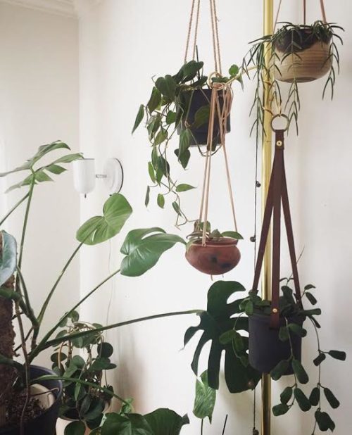 Best Houseplant Care Tips from my favorite Instagramers on Clever Bloom