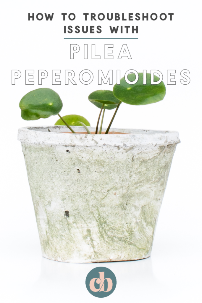 Your Pilea Peperomioides questions answered on Clever Bloom. White spots, brown spots, curling leaves...everything you want to know! #pilea #pileapeperomioides #houseplants #plantcare #chinesemoneyplant