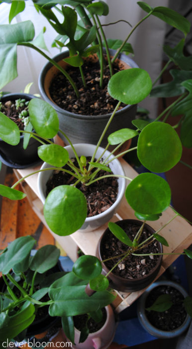 Your Pilea Peperomioides questions answered on Clever Bloom. White spots, brown spots, curling leaves...everything you want to know!