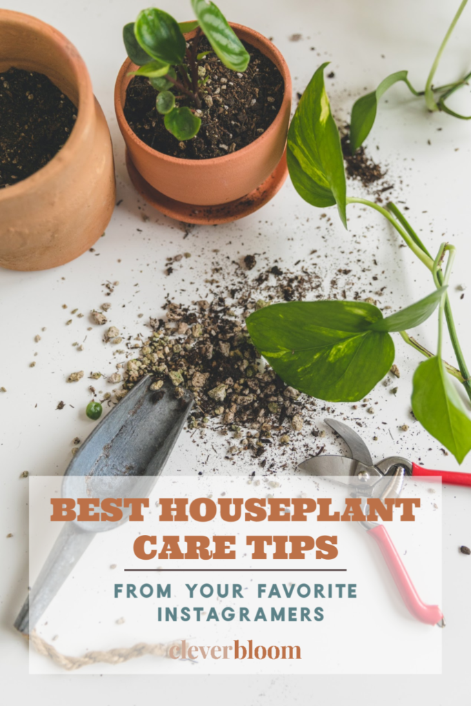 Best Houseplant Care Tips from my favorite Instagramers on Clever Bloom #houseplants #plantcare #houseplantcare