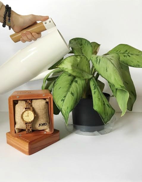 Houseplant Watering Tips - Clever Bloom