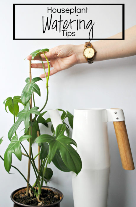 Houseplant Watering Tips - Clever Bloom