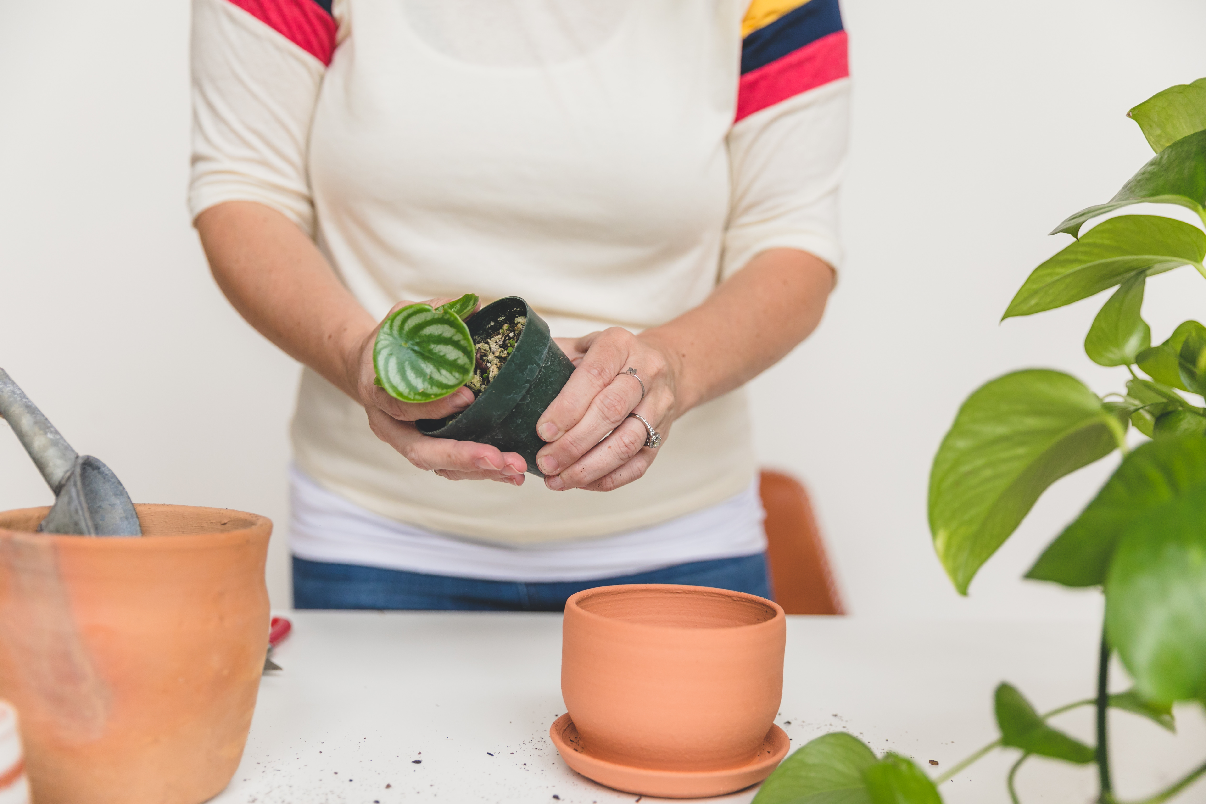 Learn step by step how to re-pot a houseplant from blogger Clever Bloom #houseplant #plantcare #plantlady
