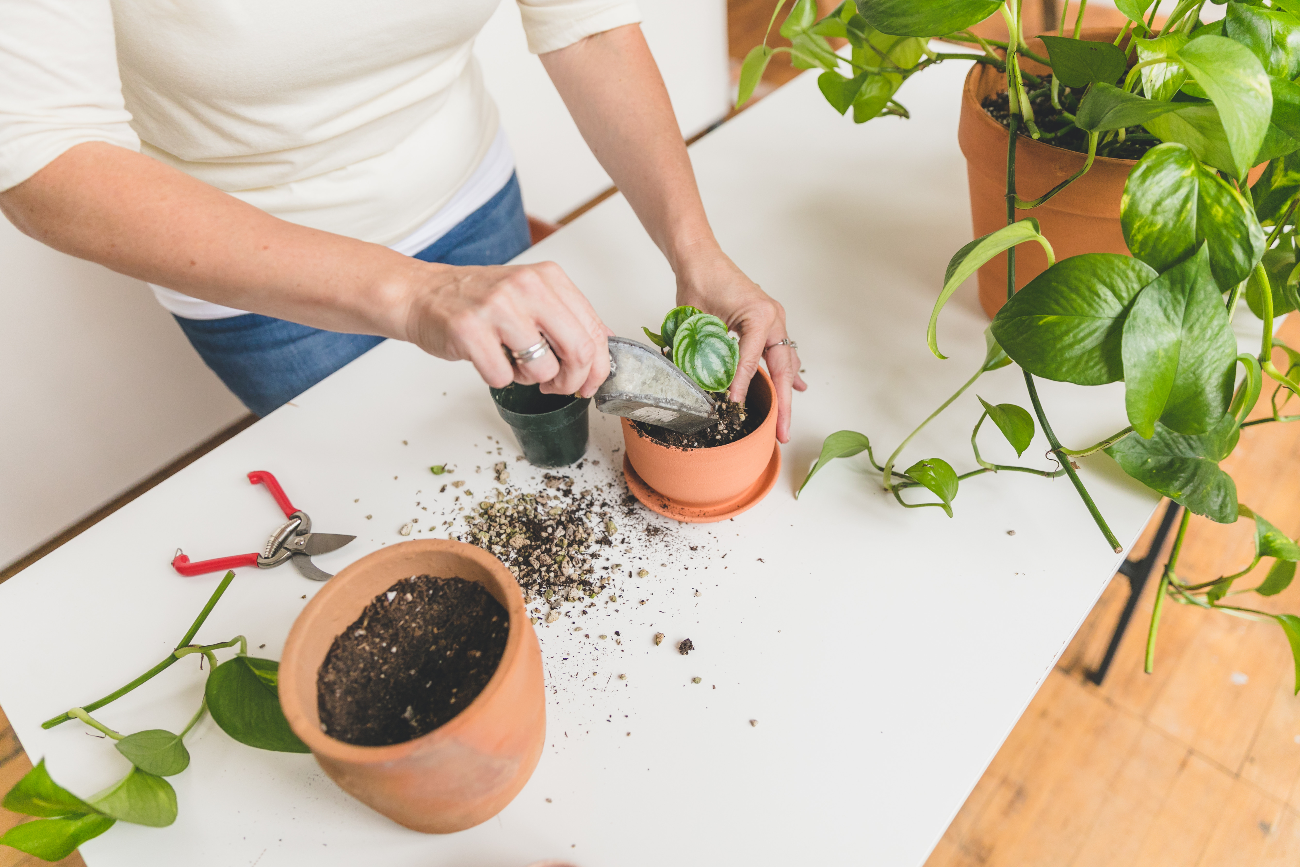 Learn step by step how to re-pot a houseplant from blogger Clever Bloom #houseplant #plantcare #plantlady
