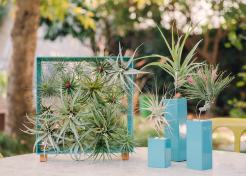 Plant Lover Gifts - Airplant Frame from Airplant Man