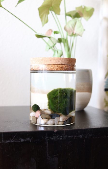 Plant Lover Gifts - Marimo Ball Kit from Horti & More!