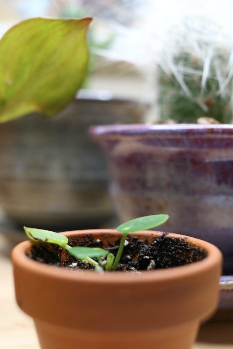 Check out this sleek, modern, Coltura LED Grow Frame - Perfect for Growing Plants in Dark Corners #ad #sponsored #lovegardeners #led #growlights #plants #indoorplants #plantlady