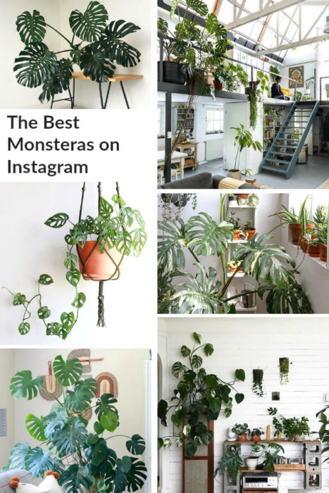 Looking for some houseplant inspiration? Take a look at The Best Monsteras on Instagram and and learn about some great tools supplies to care for them! #monstera #monsteras #plantcare #plantinspiration #houseplants #indoorplants #urbanjungle