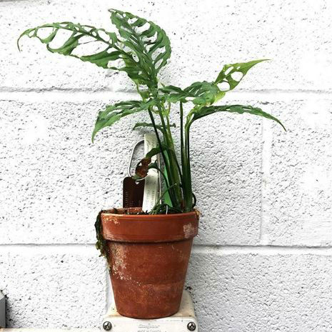 Looking for some houseplant inspiration? Take a look at The Best Monsteras on Instagram and and learn about some great tools supplies to care for them! #monstera #monsteras #plantcare #plantinspiration #houseplants #indoorplants #urbanjungle