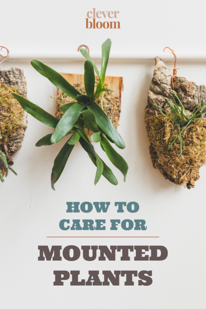 Mounted plants are everywhere! They're a fun way to display epiphytic plants like Hoyas, Bromeliads, Ferns, & more. Now that you've brought one home, it's time to care for it the right way. Learn How To Care For Mounted Plants by Clever Bloom #mountedplants #plantcare #houseplants