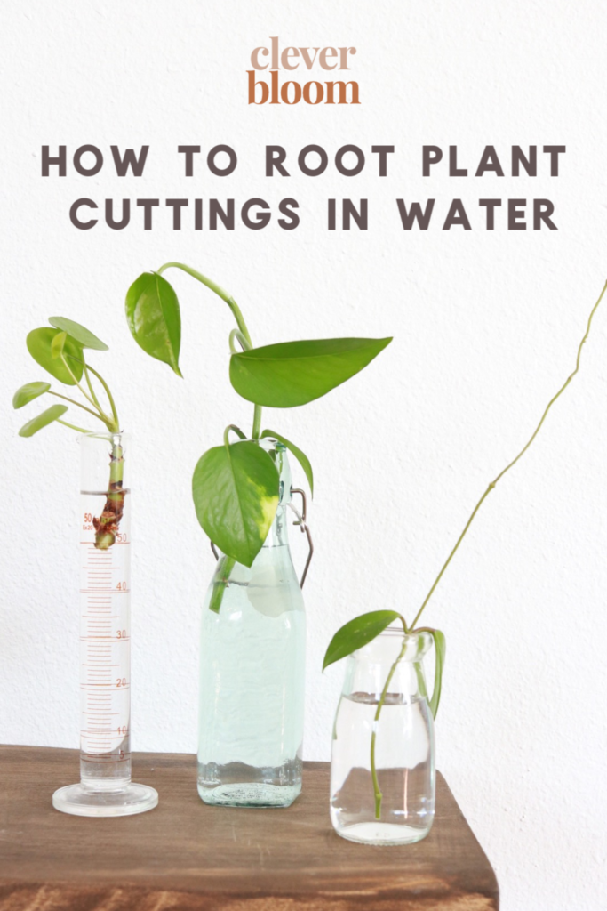 Learn how to root plant cuttings in water the easy way! Follow step by step instructions to make your very own new plants. #houseplants #propagate #propagation #indoorgardening