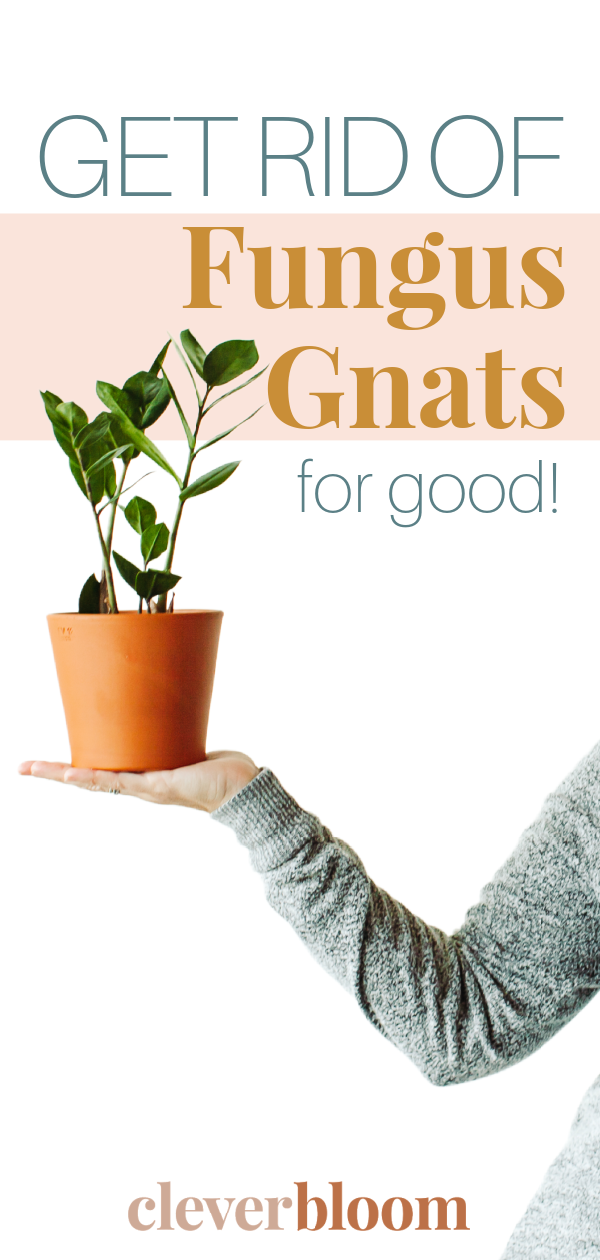 Do you have pesky little flies surrounding your houseplants? You probably have fungus gnats. Not to worry! I'll teach you step by step how to Get Rid Of Fungus Gnats plus a list of my favorite products to use. #fungusgnats #plantcare #houseplants