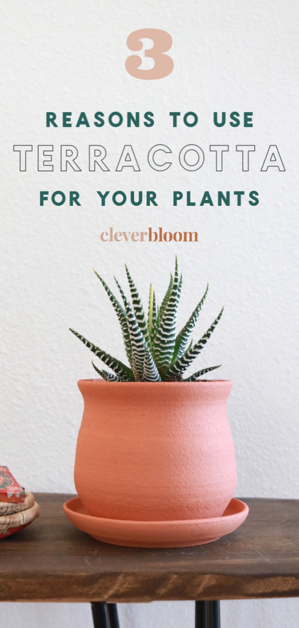 These days there are so many different kinds of pots for your plants. Plastic, ceramic, terracotta, and more! See 3 reasons to use terracotta for your plants. By Clever Bloom #plantcare #terracottapots #terracotta