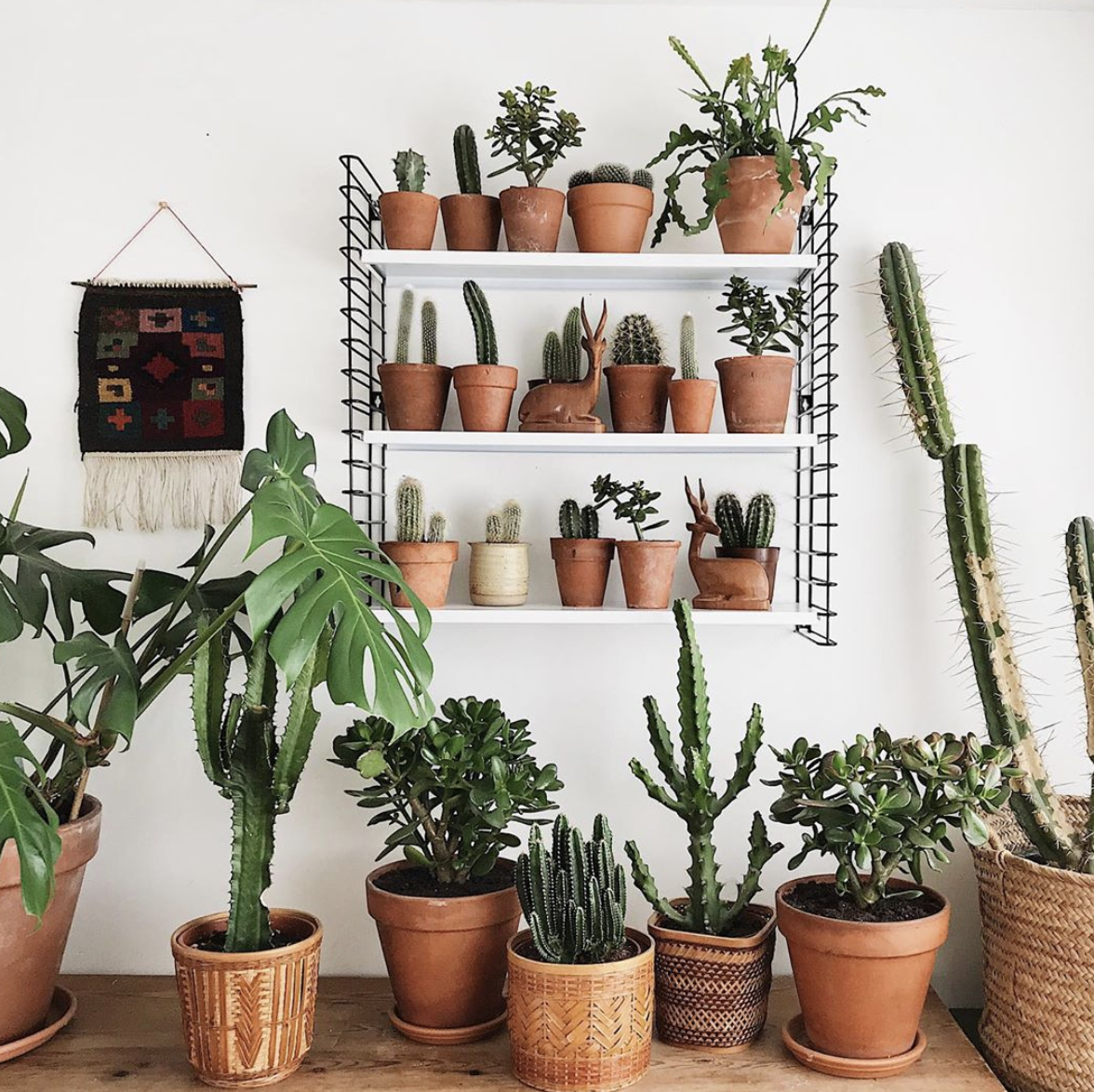 These days there are so many different kinds of pots for your plants. Plastic, ceramic, terracotta, and more! See 3 reasons to use terracotta for your plants. By Clever Bloom #plantcare #terracottapots #terracotta