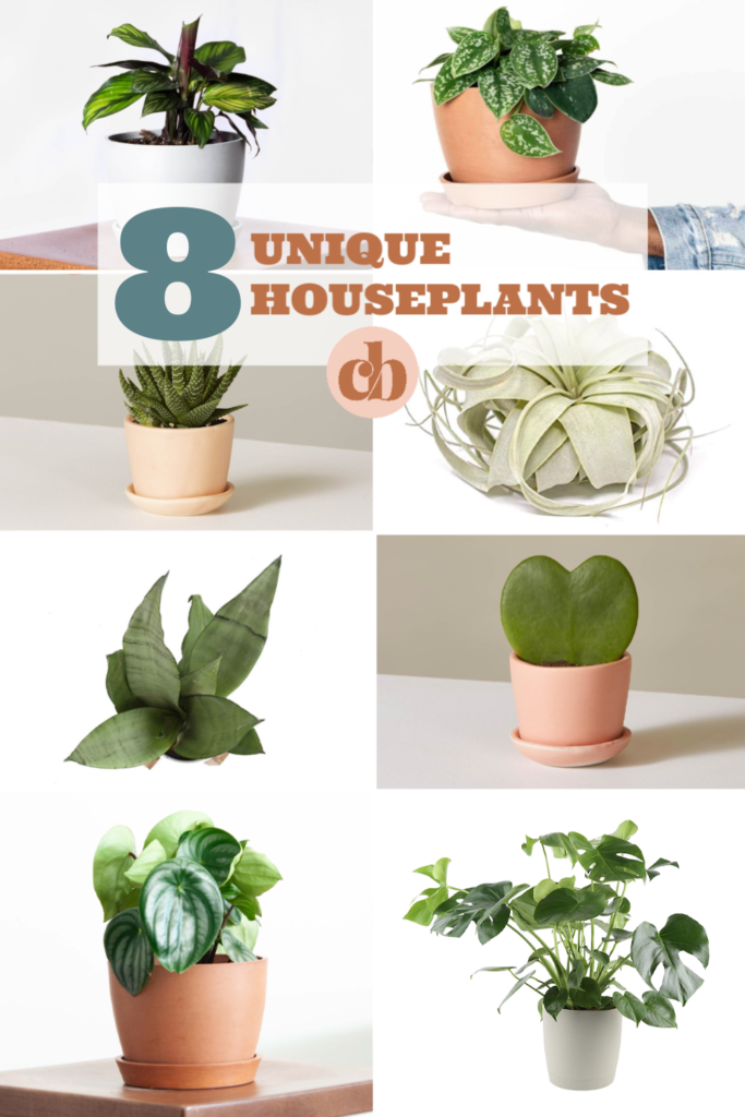 Looking for unique houseplants to decorate your home with? Look no further! These are 8 unique houseplants I'm loving right now! #cleverbloom #houseplants #plantdecor 