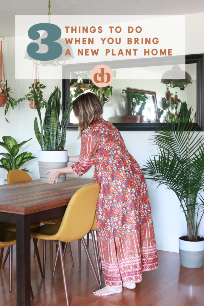 If you only read one thing today: 3 Things To Do When You Bring A New Plant Home #cleverbloom #plantcare #houseplants #mademesmile #sponsored