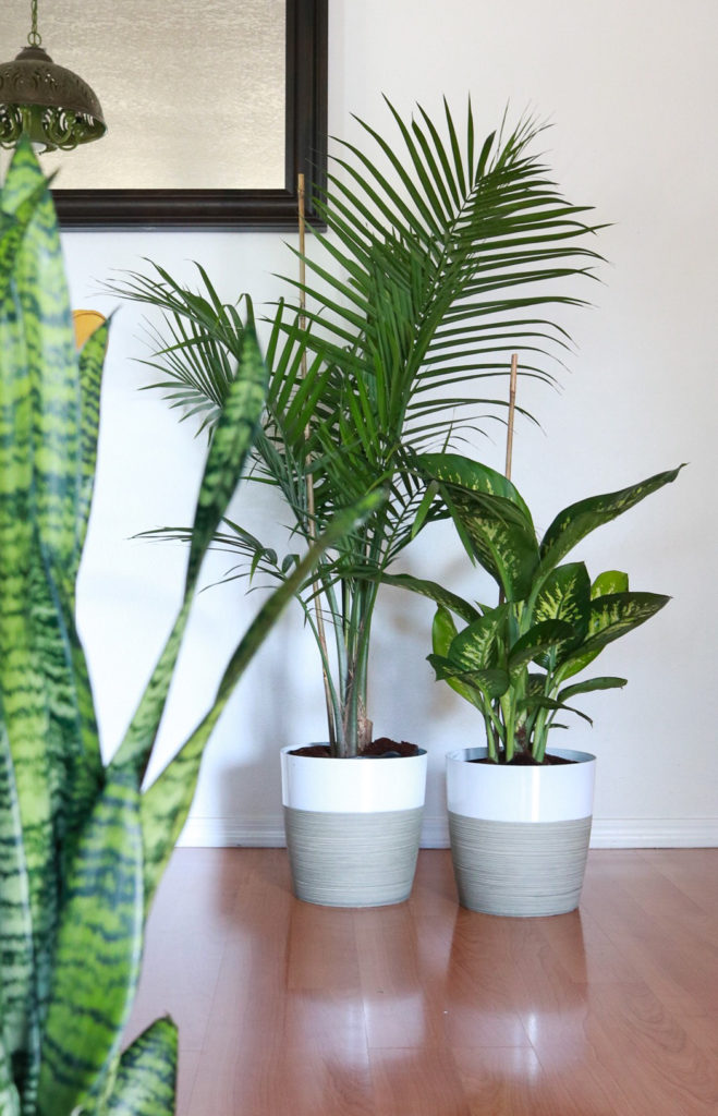 If you only read one thing today: 3 Things To Do When You Bring A New Plant Home #cleverbloom #plantcare #houseplants #mademesmile #sponsored