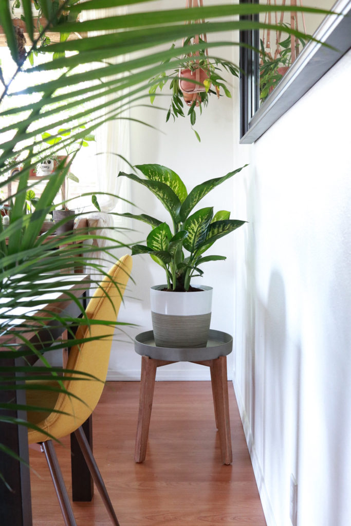 If you only read one thing today: 3 Things To Do When You Bring A New Plant Home #cleverbloom #plantcare #houseplants #mademesmile #sponsored